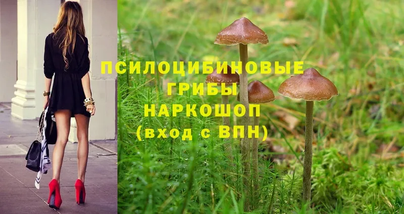 где можно купить наркотик  Ак-Довурак  Галлюциногенные грибы Psilocybine cubensis 